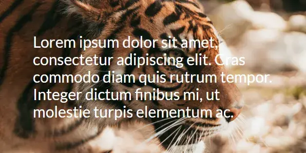 A photo of a tiger with “lorem ipsum” sample text overlaid. The text is white
and hard to read on the lighter parts of the tiger background
image