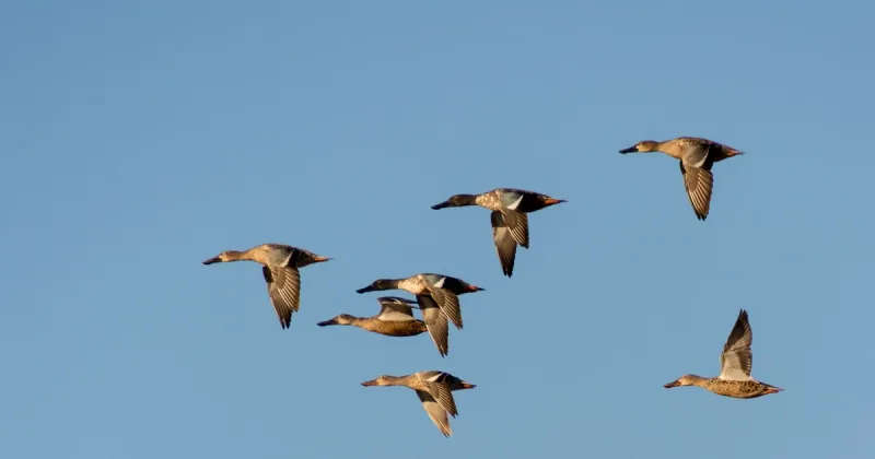 Building a Random-Within-Range Function